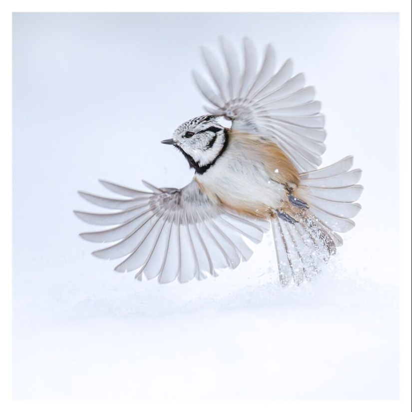 Birds Of Finland: 20 Stunning Images By Photographer Tom Nickels