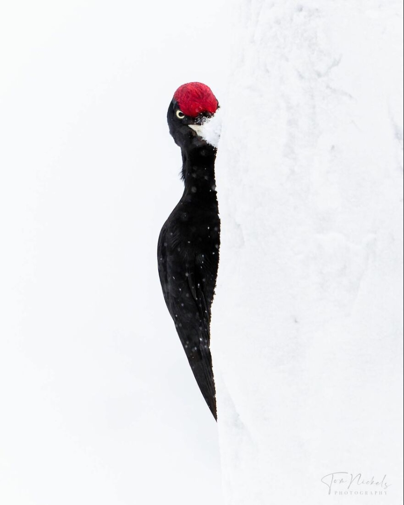 Birds Of Finland: 20 Stunning Images By Photographer Tom Nickels