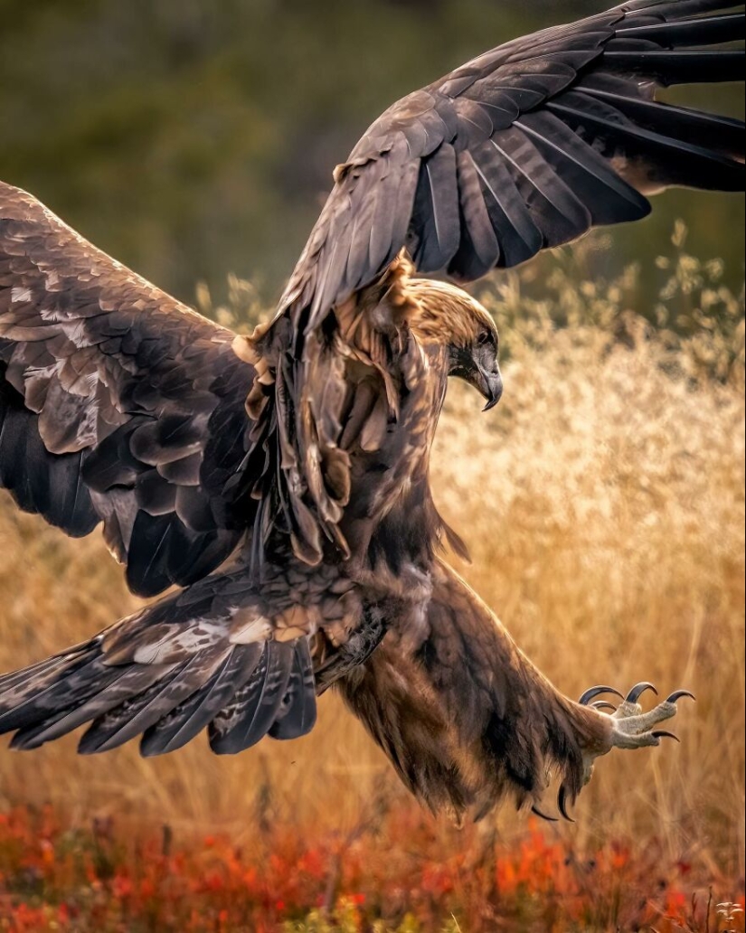 Birds Of Finland: 20 Stunning Images By Photographer Tom Nickels