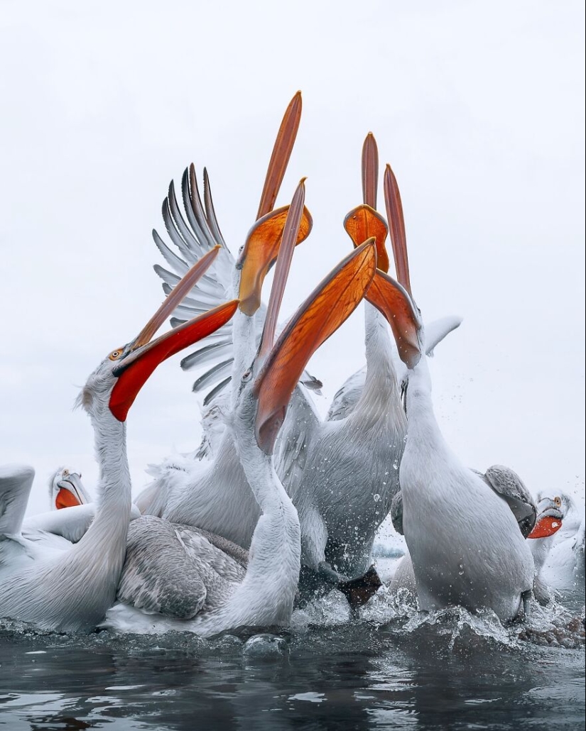 Birds Of Finland: 20 Stunning Images By Photographer Tom Nickels