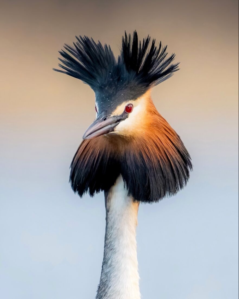 Birds Of Finland: 20 Stunning Images By Photographer Tom Nickels