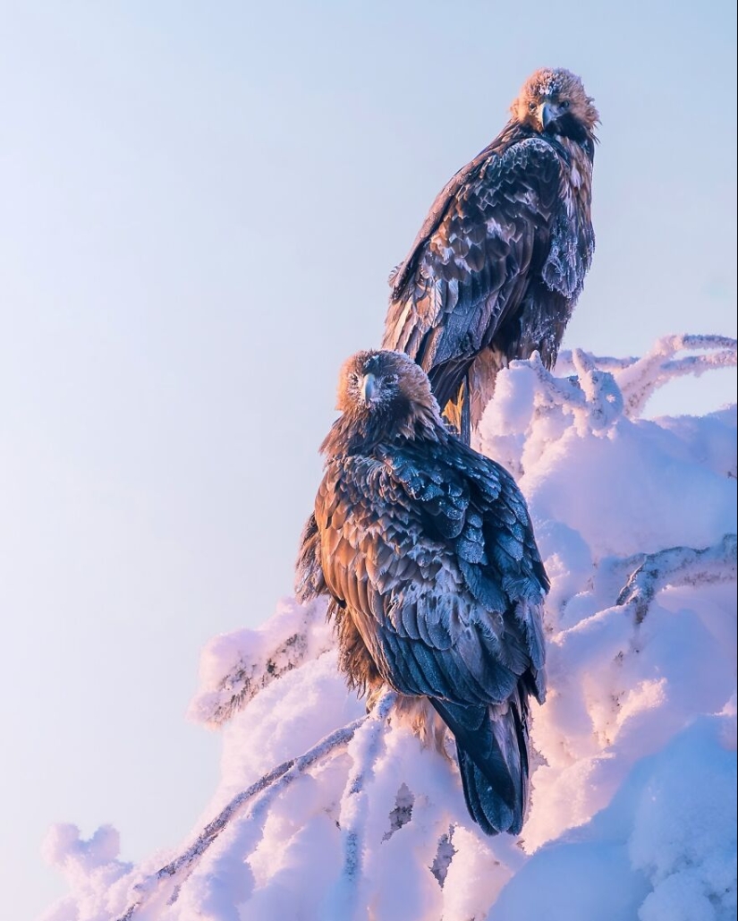 Birds Of Finland: 20 Stunning Images By Photographer Tom Nickels