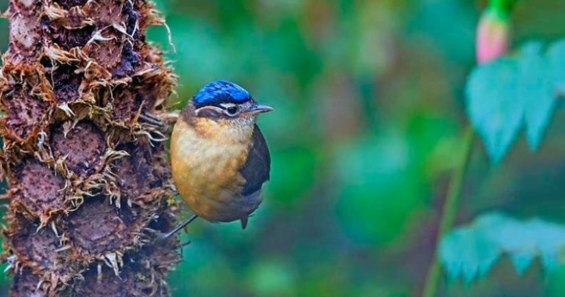 Blue-headed ifrit: a small bird that kills with a touch