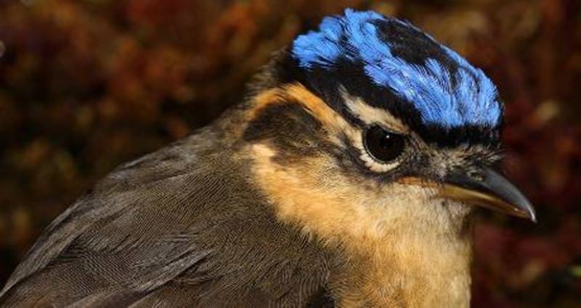 Blue-headed ifrit: a small bird that kills with a touch