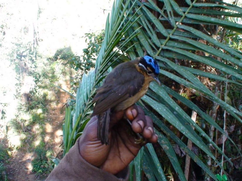 Blue-headed ifrit: a small bird that kills with a touch