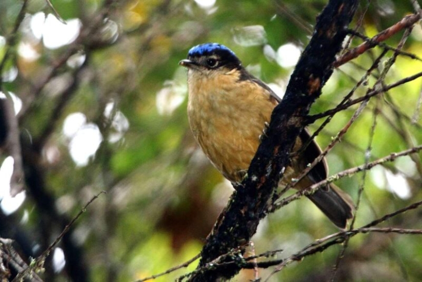 Blue-headed ifrit: a small bird that kills with a touch