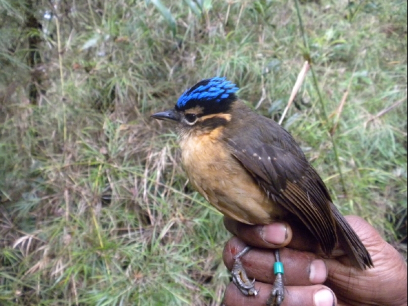 Blue-headed ifrit: a small bird that kills with a touch