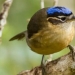 Blue-headed ifrit: a small bird that kills with a touch