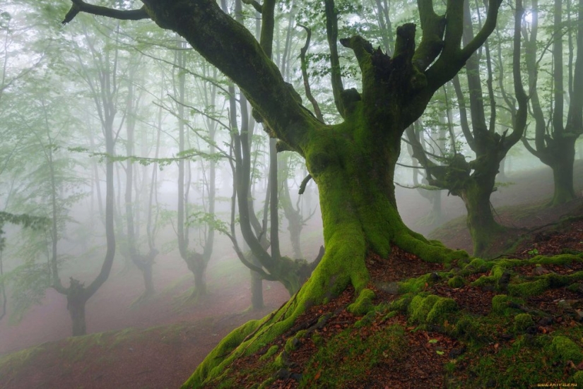 Bosque de Hoia Baciu: por qué este lugar tiene fama de “Triángulo de las Bermudas rumanas”