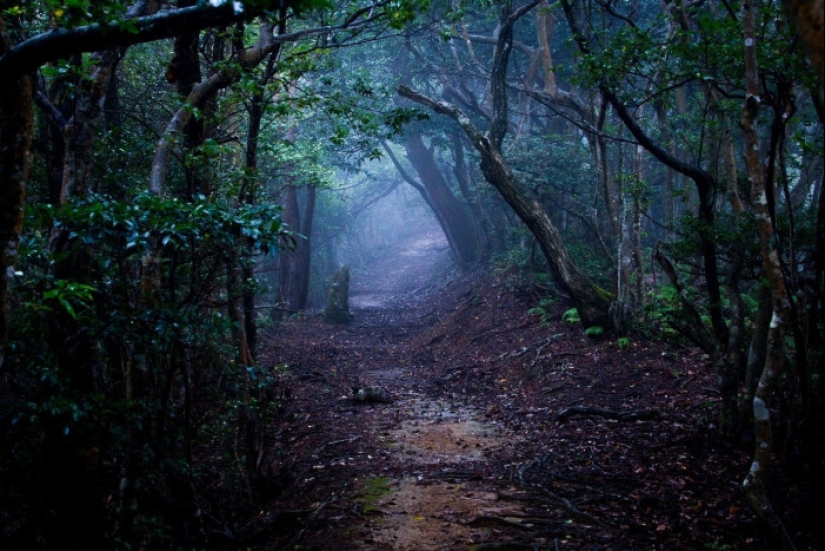 Bosque de Hoia Baciu: por qué este lugar tiene fama de “Triángulo de las Bermudas rumanas”