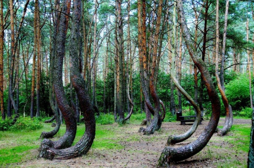 Bosque de Hoia Baciu: por qué este lugar tiene fama de “Triángulo de las Bermudas rumanas”