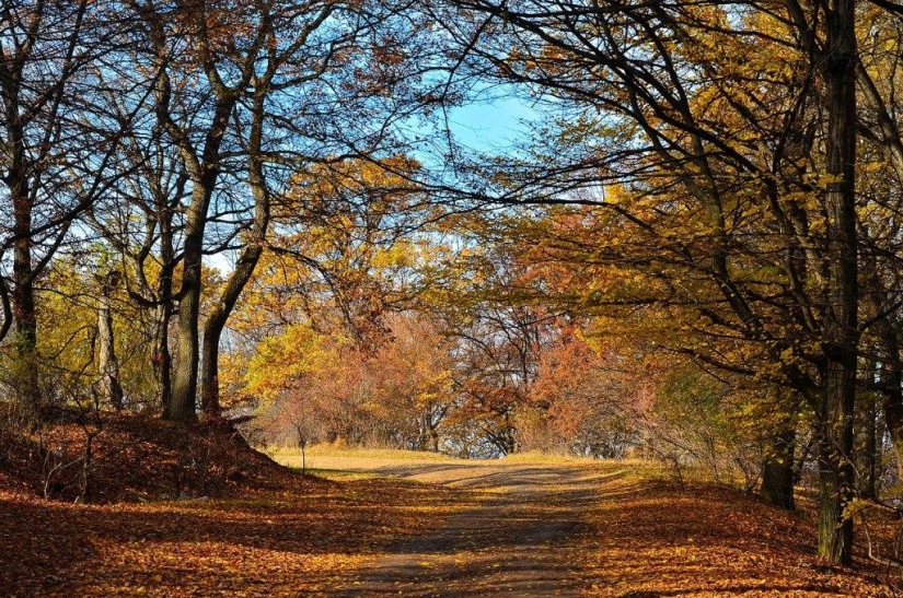 Bosque de Hoia Baciu: por qué este lugar tiene fama de “Triángulo de las Bermudas rumanas”