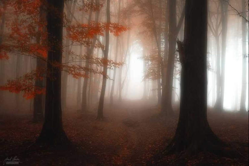 Bosque de otoño surrealista en fotografías de Janek Sedlar