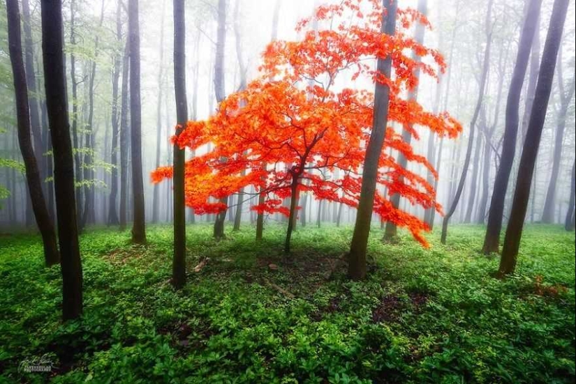 Bosque de otoño surrealista en fotografías de Janek Sedlar