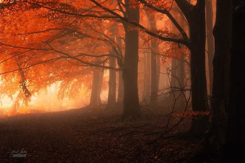 Bosque de otoño surrealista en fotografías de Janek Sedlar