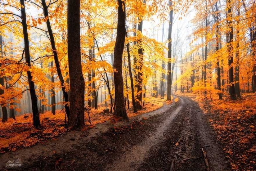 Bosque de otoño surrealista en fotografías de Janek Sedlar