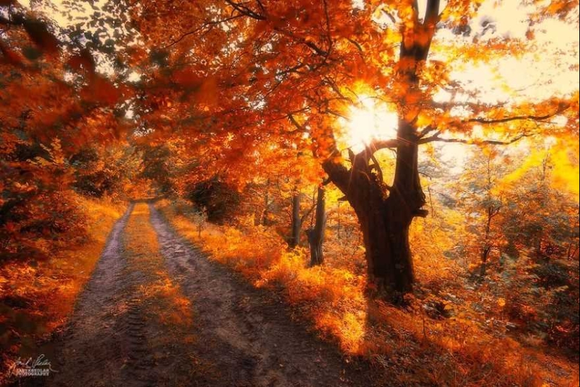 Bosque de otoño surrealista en fotografías de Janek Sedlar