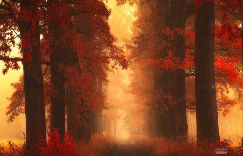 Bosque de otoño surrealista en fotografías de Janek Sedlar