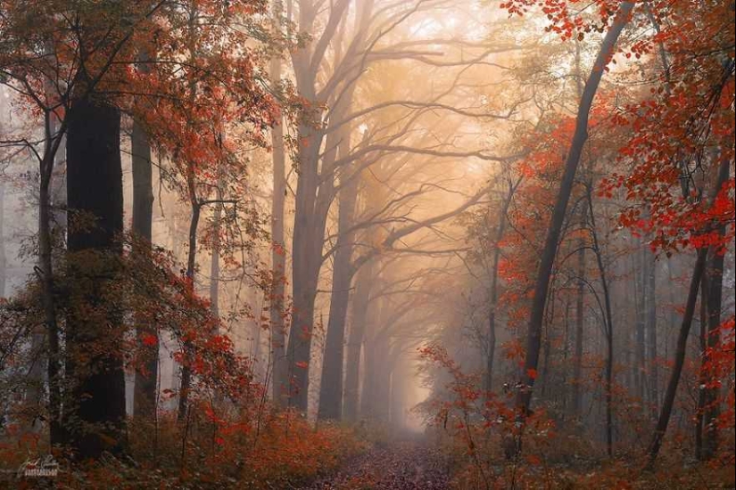 Bosque de otoño surrealista en fotografías de Janek Sedlar