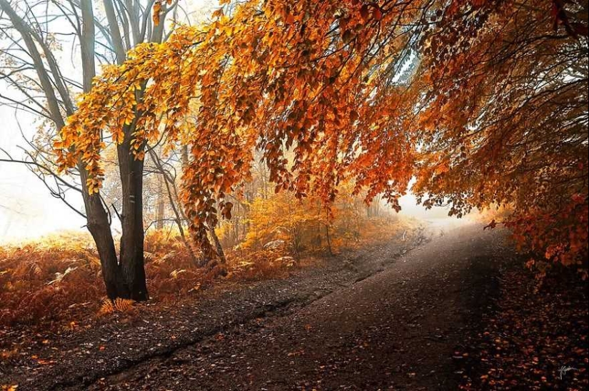 Bosque de otoño surrealista en fotografías de Janek Sedlar