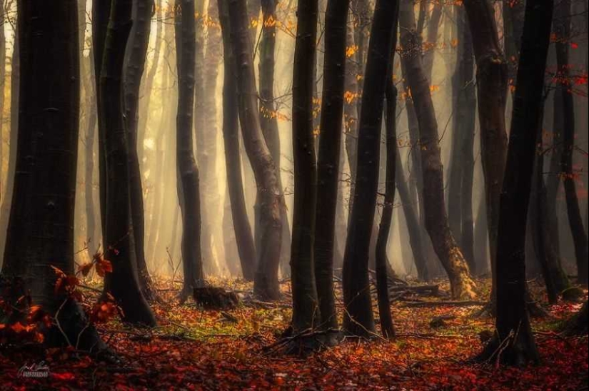 Bosque de otoño surrealista en fotografías de Janek Sedlar