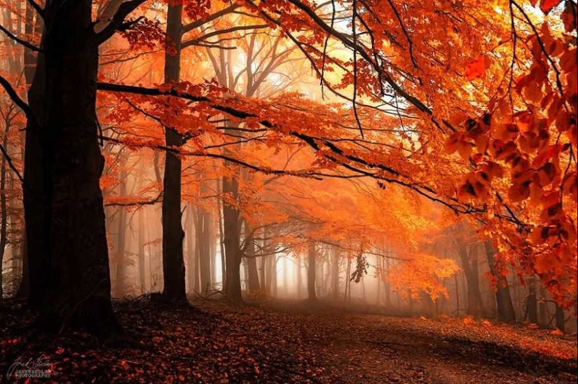 Bosque de otoño surrealista en fotografías de Janek Sedlar