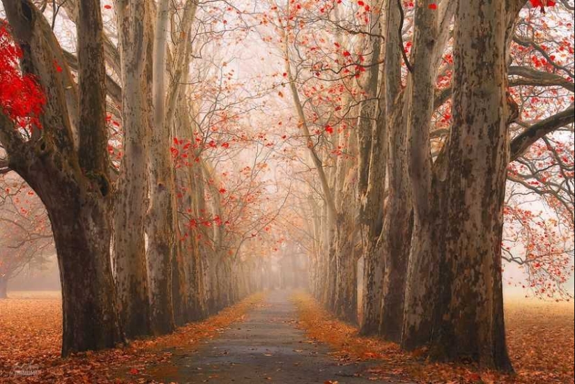 Bosque de otoño surrealista en fotografías de Janek Sedlar