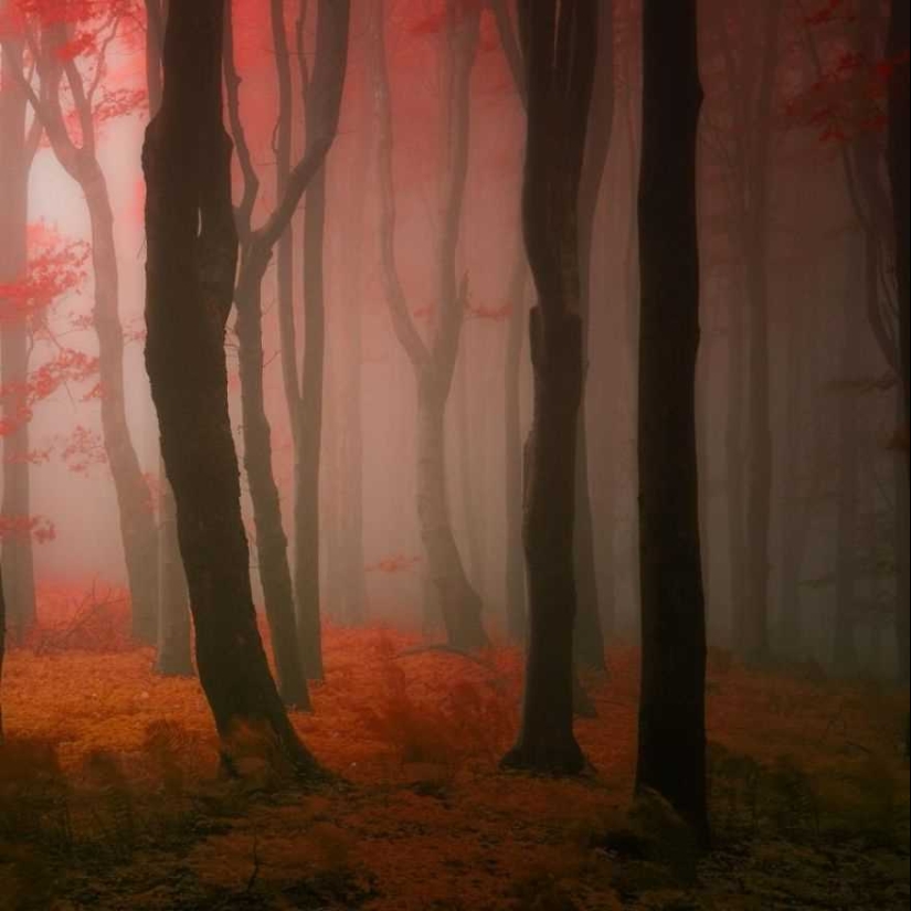 Bosque de otoño surrealista en fotografías de Janek Sedlar