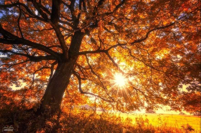 Bosque de otoño surrealista en fotografías de Janek Sedlar