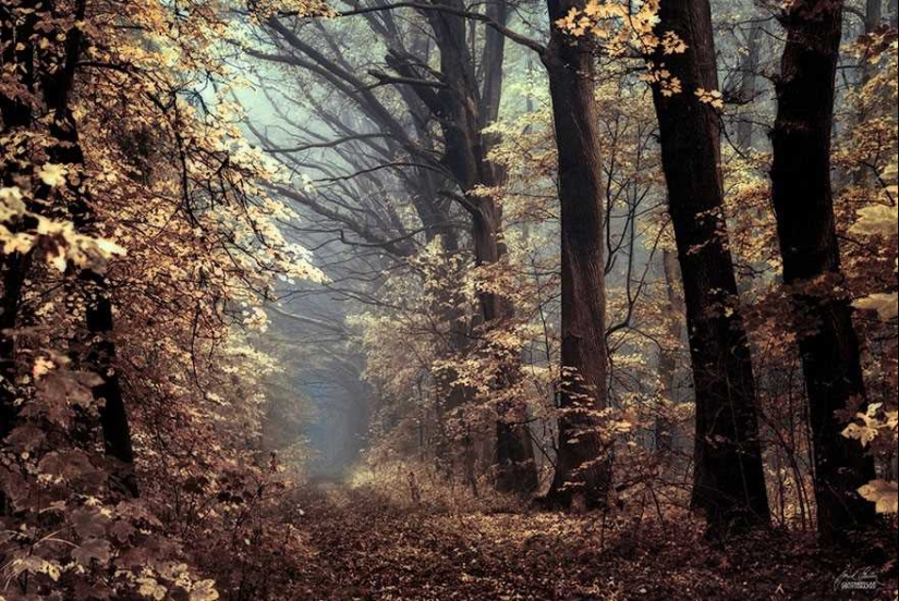 Bosque de otoño surrealista en fotografías de Janek Sedlar