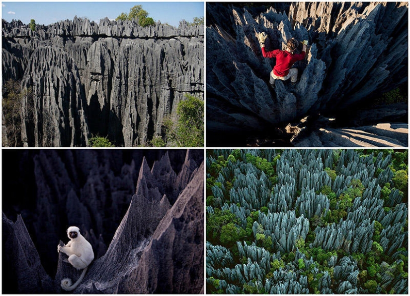 Bosque de piedra en Madagascar