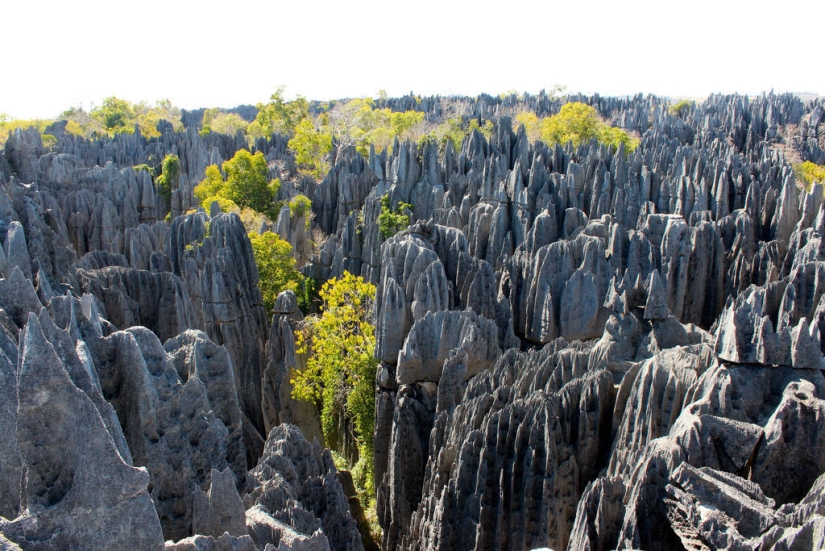 Bosque de piedra en Madagascar