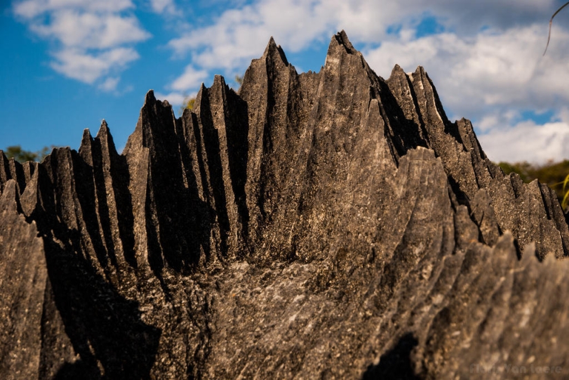 Bosque de piedra en Madagascar