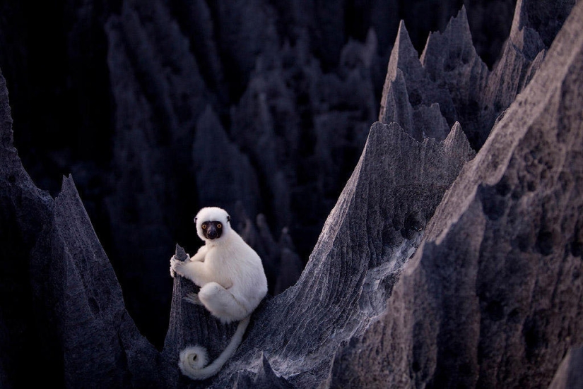 Bosque de piedra en Madagascar