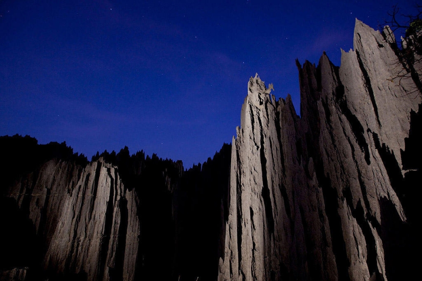 Bosque de piedra en Madagascar