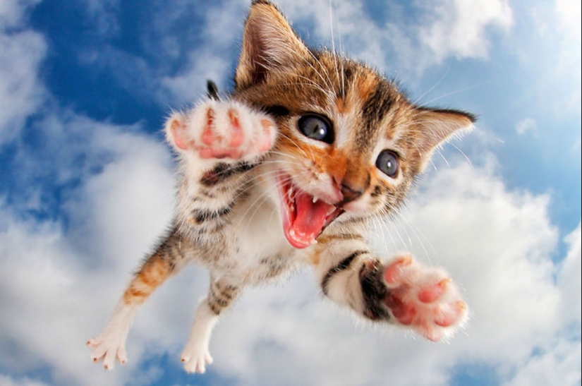 Bouncy Kittens That Will Cheer Anyone Up