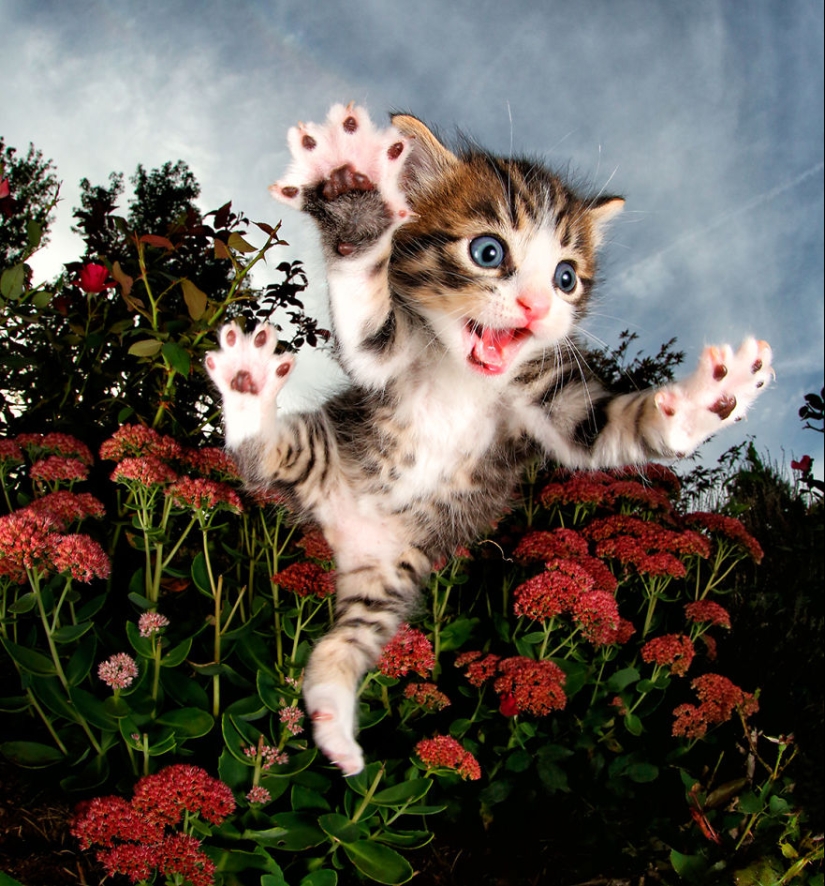 Bouncy Kittens That Will Cheer Anyone Up