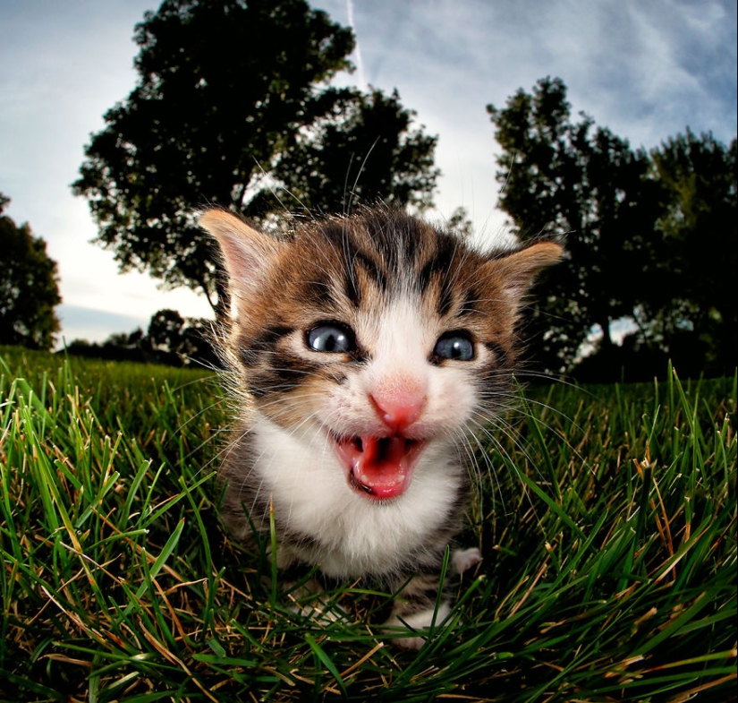 Bouncy Kittens That Will Cheer Anyone Up