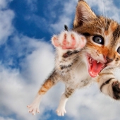 Bouncy Kittens That Will Cheer Anyone Up