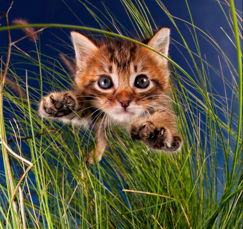 Bouncy Kittens That Will Cheer Anyone Up