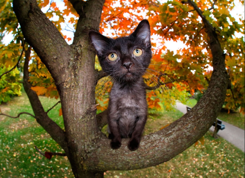 Bouncy Kittens That Will Cheer Anyone Up