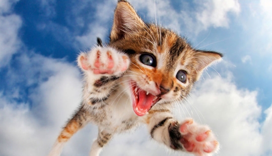 Bouncy Kittens That Will Cheer Anyone Up