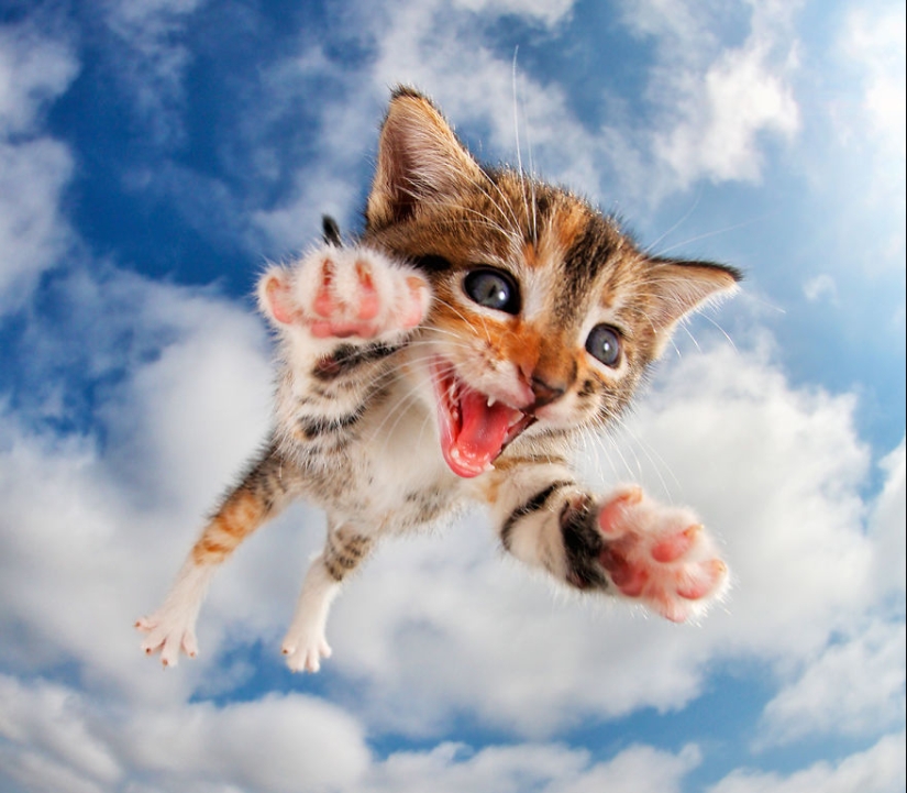 Bouncy Kittens That Will Cheer Anyone Up