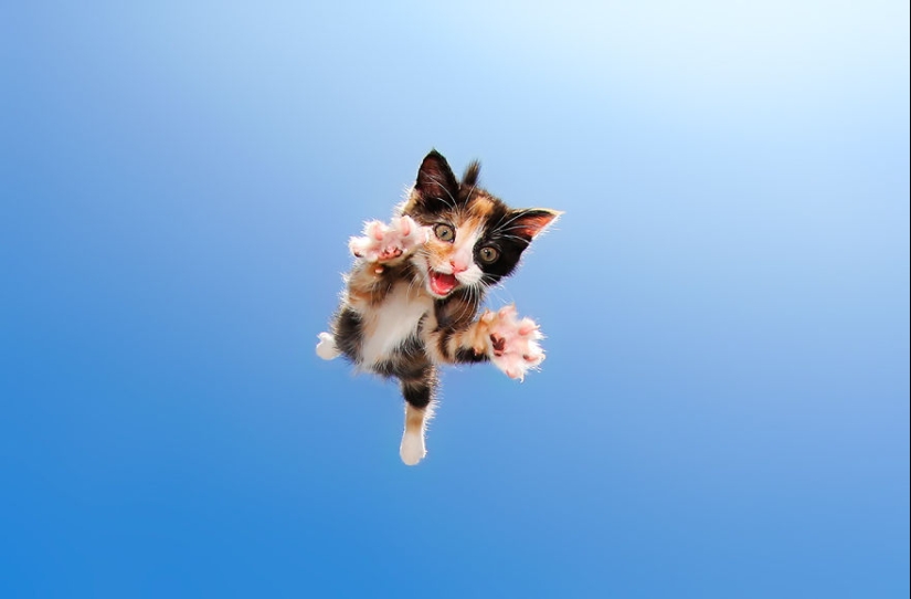 Bouncy Kittens That Will Cheer Anyone Up