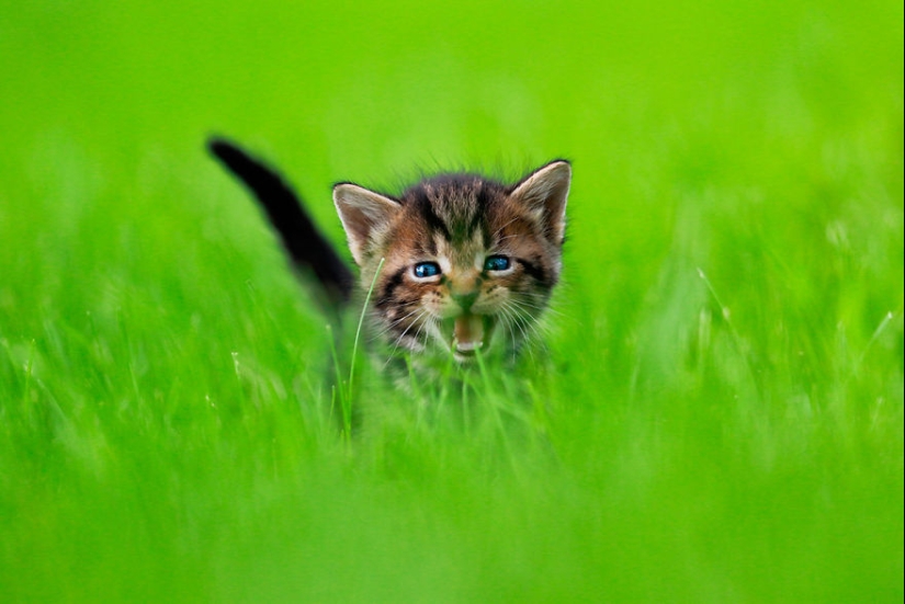 Bouncy Kittens That Will Cheer Anyone Up