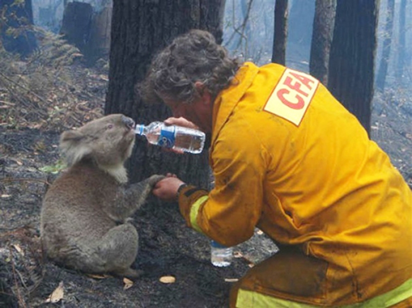 Brave firefighters who risked their lives to save animals