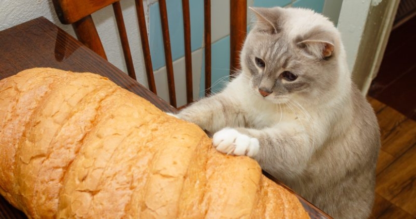 Bread-eating cats: the mystery of the unnatural predilection of pets has been revealed!