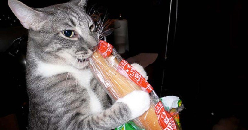 Bread-eating cats: the mystery of the unnatural predilection of pets has been revealed!