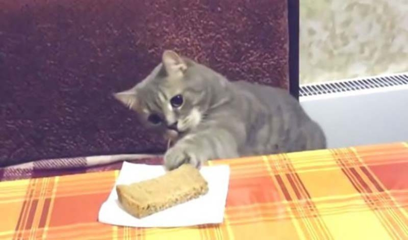 Bread-eating cats: the mystery of the unnatural predilection of pets has been revealed!