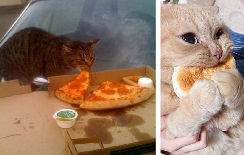 Bread-eating cats: the mystery of the unnatural predilection of pets has been revealed!